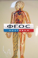 Модель барельефная "Кровеносная система человека" - fgospostavki.ru - Домодедово