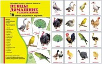 Демонстрационные карточки "Птицы домашние и декоративные" - fgospostavki.ru - Домодедово