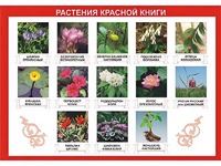 Таблица демонстрационная "Растения Красной книги" (винил 70*100) - fgospostavki.ru - Домодедово