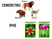 Модель-аппликация "Классификация растений и животных" (ламинированная) - fgospostavki.ru - Домодедово