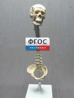 Модель "Позвоночник с черепом и тазом" - fgospostavki.ru - Домодедово