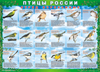 Комплект таблиц "Птицы России (4 листа)" (100х140 сантиметров, винил) - fgospostavki.ru - Домодедово
