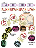 Модель-аппликация Биосинтез белка - fgospostavki.ru - Домодедово
