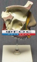 Модель "Разрез носоглотки" - fgospostavki.ru - Домодедово