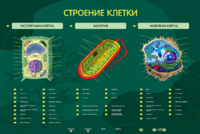 Электрифицированный стенд "Строение клетки" с маркерными полями - fgospostavki.ru - Домодедово