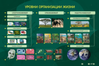 Электрифицированный стенд "Уровни организации жизни" - fgospostavki.ru - Домодедово