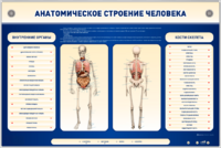 Электрифицированный стенд-тренажер c макетом скелета "Анатомическое строение человека" - fgospostavki.ru - Домодедово