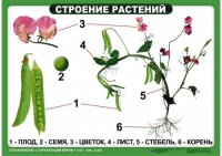 Комплект таблиц "Ознакомление с окружающим миром 1-4 класс" - fgospostavki.ru - Домодедово