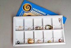 Коллекция "Раковины моллюсков" - fgospostavki.ru - Домодедово