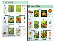 Коллекция "Семена и плоды" - fgospostavki.ru - Домодедово