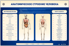 Электрифицированный стенд-тренажер c макетом скелета "Анатомическое строение человека" - fgospostavki.ru - Домодедово