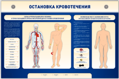 Электрифицированный стенд-тренажер "Остановка кровотечения" - fgospostavki.ru - Домодедово