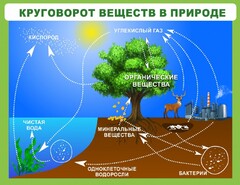 Стенд "Круговорот веществ" - fgospostavki.ru - Домодедово