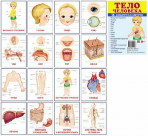 Раздаточные карточки "Тело человека" - fgospostavki.ru - Домодедово