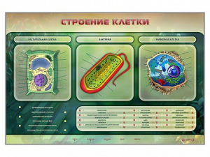 Электрифицированный стенд "Строение клетки" с маркерными полями - fgospostavki.ru - Домодедово