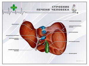 Стенд "Строение печени человека" - fgospostavki.ru - Домодедово