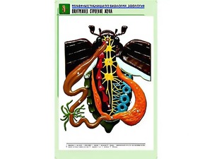 Рельефная таблица "Внутреннее строение жука" (формат А1, матовое ламинирование) - fgospostavki.ru - Домодедово