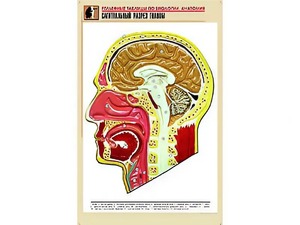 Рельефная таблица "Сагиттальный разрез головы" (формат А1, матовое ламинирование) - fgospostavki.ru - Домодедово