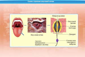 Интерактивные курсы. Биология 10 класс. Расширенный. - fgospostavki.ru - Домодедово