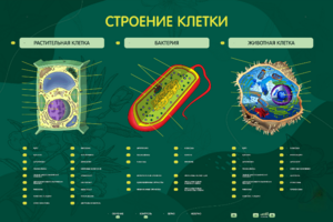 Электрифицированный стенд "Строение клетки" с маркерными полями - fgospostavki.ru - Домодедово