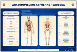 Электрифицированный стенд-тренажер c макетом скелета "Анатомическое строение человека" - fgospostavki.ru - Домодедово