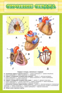 Стенд "Строение сердца" - fgospostavki.ru - Домодедово