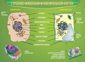 Стенд "Строение животной и растительной клеток" - fgospostavki.ru - Домодедово