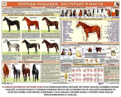 Комплект плакатов "Служебное коневодство" - fgospostavki.ru - Домодедово