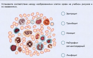 Интерактивные курсы. Биология 11 класс. Расширенный. - fgospostavki.ru - Домодедово