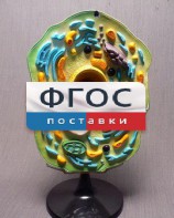 Модель "Клетка растения" - fgospostavki.ru - Домодедово