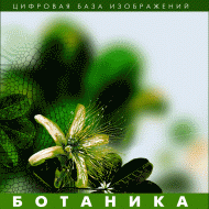 Ботаника. (Цифровая база изображений) - fgospostavki.ru - Домодедово