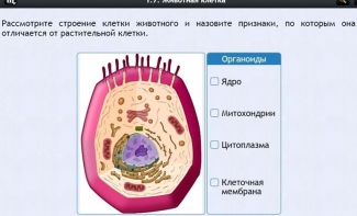 Интерактивные курсы. Биология 8 класс. Базовый - fgospostavki.ru - Домодедово