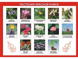 Таблица демонстрационная "Растения Красной книги" (винил 70*100) - fgospostavki.ru - Домодедово