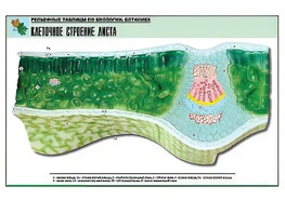 Рельефная таблица "Клеточное строение листа" (формат А1, матовое ламинирование) - fgospostavki.ru - Домодедово