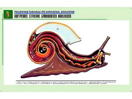 Рельефная таблица "Внутреннее строение брюхоногого моллюска" (формат А1, матовое ламинирование) - fgospostavki.ru - Домодедово