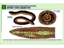 Рельефная таблица "Внутреннее строение дождевого червя" (формат А1, матовое ламинирование) - fgospostavki.ru - Домодедово