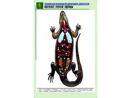 Рельефная таблица "Внутреннее строение ящерицы" (формат А1, матовое ламинирование) - fgospostavki.ru - Домодедово