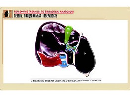 Рельефная таблица "Печень. Висцеральная поверхность" (формат А1, матовое ламинирование) - fgospostavki.ru - Домодедово