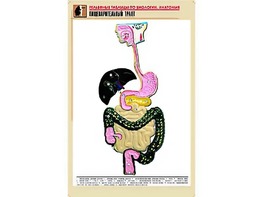 Рельефная таблица "Пищеварительный тракт" (формат А1, матовое ламинирование) - fgospostavki.ru - Домодедово