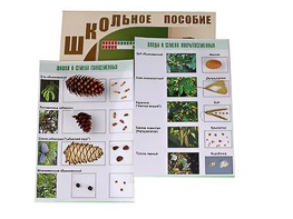 Коллекция "Шишки, плоды, семена деревьев и кустарников" - fgospostavki.ru - Домодедово
