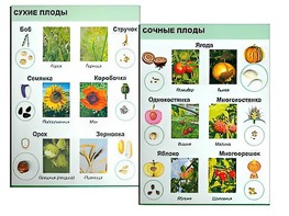 Коллекция "Семена и плоды" - fgospostavki.ru - Домодедово