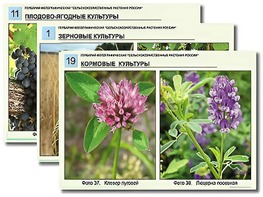 Гербарий фотографический "Сельскохозяйственные растения России" - fgospostavki.ru - Домодедово