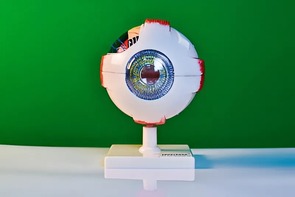 Модель глаза - fgospostavki.ru - Домодедово