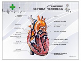 Стенд "Строение сердца человека" - fgospostavki.ru - Домодедово