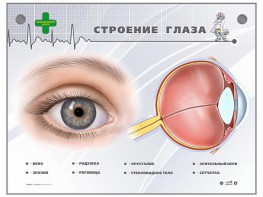 Интерактивный стенд "Строение глаза" - fgospostavki.ru - Домодедово
