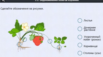 Интерактивные курсы. Биология 7 класс. Расширенный. - fgospostavki.ru - Домодедово