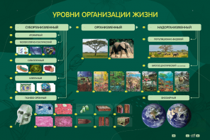 Электрифицированный стенд "Уровни организации жизни" - fgospostavki.ru - Домодедово