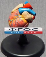 Модель "Сердце" (лабораторная) - fgospostavki.ru - Домодедово