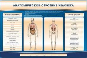 Электрифицированный стенд-тренажер c макетом скелета "Анатомическое строение человека" - fgospostavki.ru - Домодедово