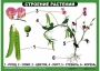 Комплект таблиц "Ознакомление с окружающим миром 1-4 класс" - fgospostavki.ru - Домодедово